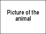 Picture of the animal