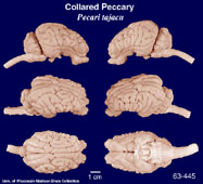 Whole brain image