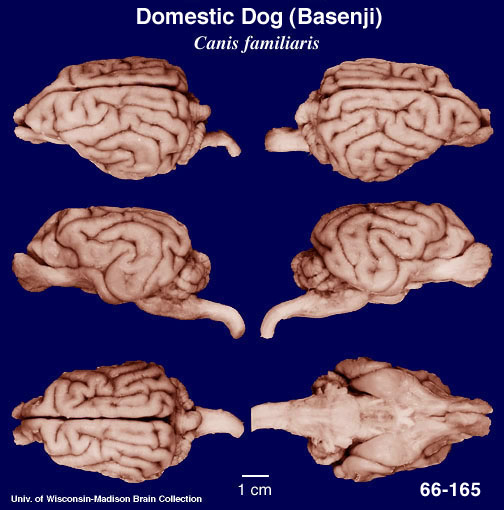 http://www.brainmuseum.org/Specimens/carnivora/basenji/brain/basenji6clr.jpg