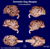 Whole brain image