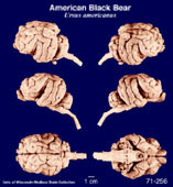 Whole brain image