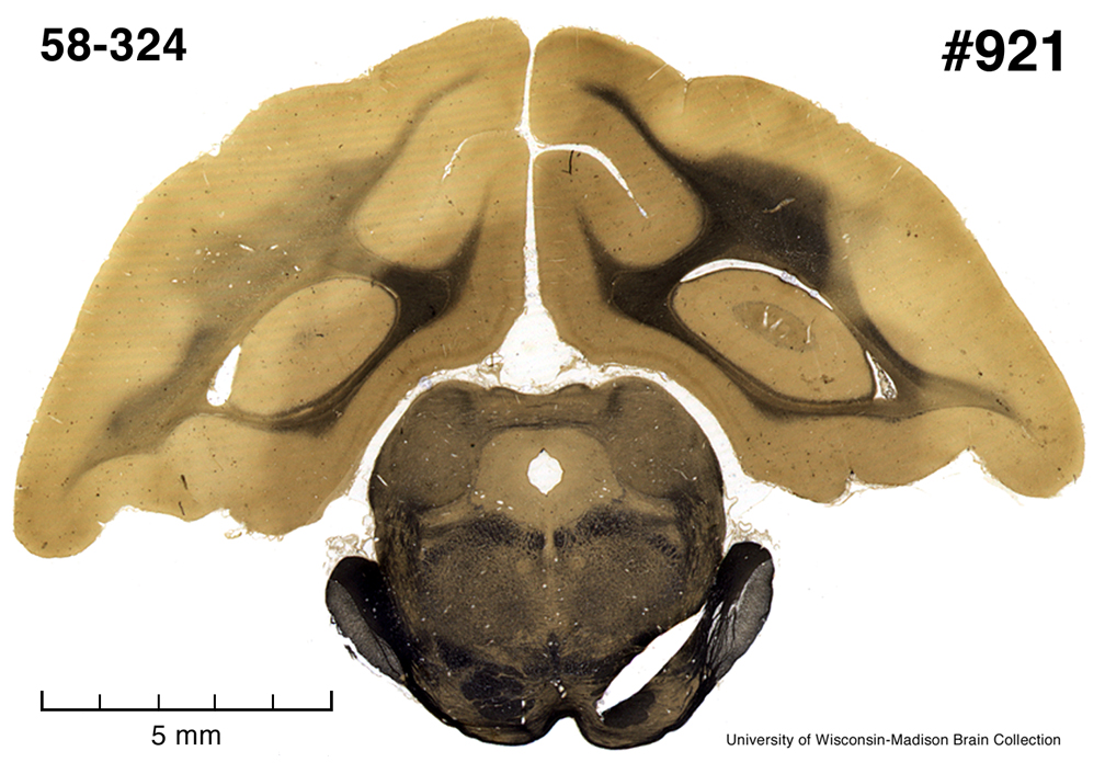 mink58-324F921Atl.jpg