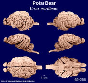 Whole brain image
