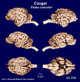 Whole brain image