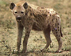 Picture of the animal