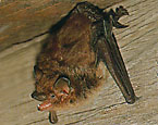 Picture of the animal