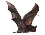 Picture of the animal