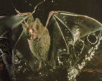 Picture of the animal