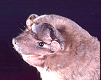 Picture of the animal
