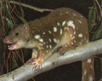 Picture of the animal