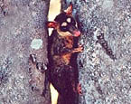 Picture of the animal
