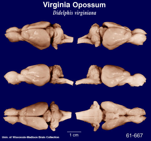 http://www.brainmuseum.org/Specimens/didelphimorphia/opossum/brain/Opossum6clr.jpg