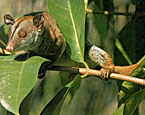 Picture of the animal
