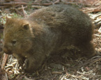 Picture of the animal