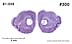 _0300.jpg
