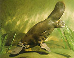 Picture of the animal