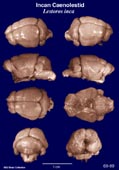 Whole brain image