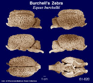Whole brain image