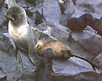 Picture of the animal