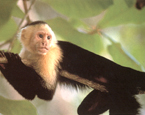 Picture of the animal