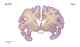 _0900chimp63-397.jpg