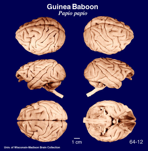 http://www.brainmuseum.org/Specimens/primates/guineababoon/brain/Guineababoon6clr.jpg