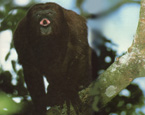 Picture of the animal