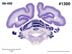 _1300.jpg