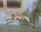 Picture of the animal