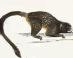 Picture of the animal