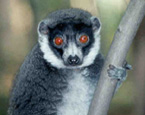 Picture of the animal