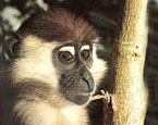 Picture of the animal