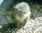 Picture of the animal