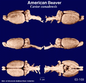 Whole brain image