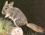Picture of the animal