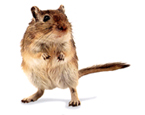 Picture of the animal