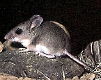 Picture of the animal