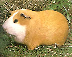 Picture of the animal