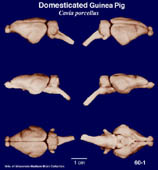 Whole brain image