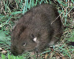 Picture of the animal