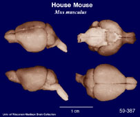 Whole brain image