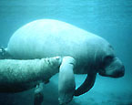 Picture of the animal