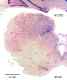 _1270manat8532thal6.jpg