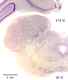 _1310manat8532thal6.jpg