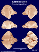 Whole brain image