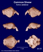 Whole brain image