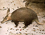 Picture of the animal
