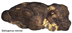 Bathygenys reevesi