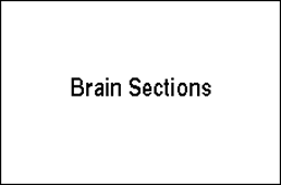 Brain section image