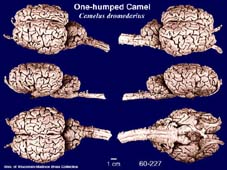 Whole brain image